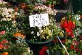 Plant Fair 2008